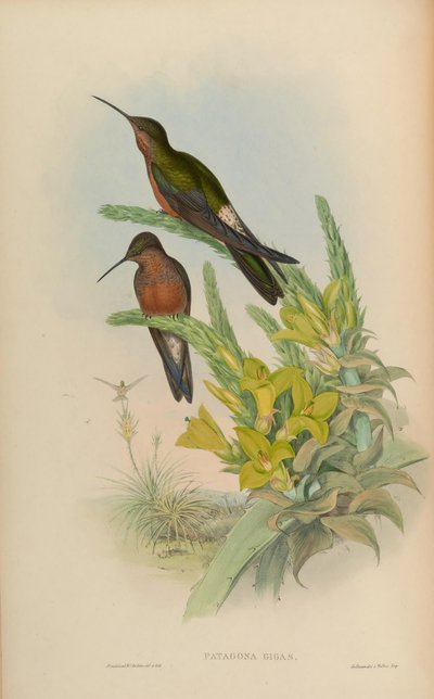 Patagona gigas by John Gould